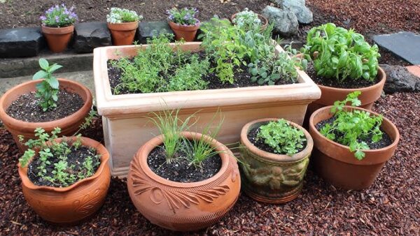 Growing Vegan Herb Garden At Home | Best Herb Garden Ideas